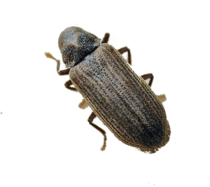 wood boring insect