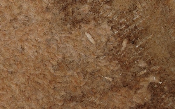 Carpet beetle casing