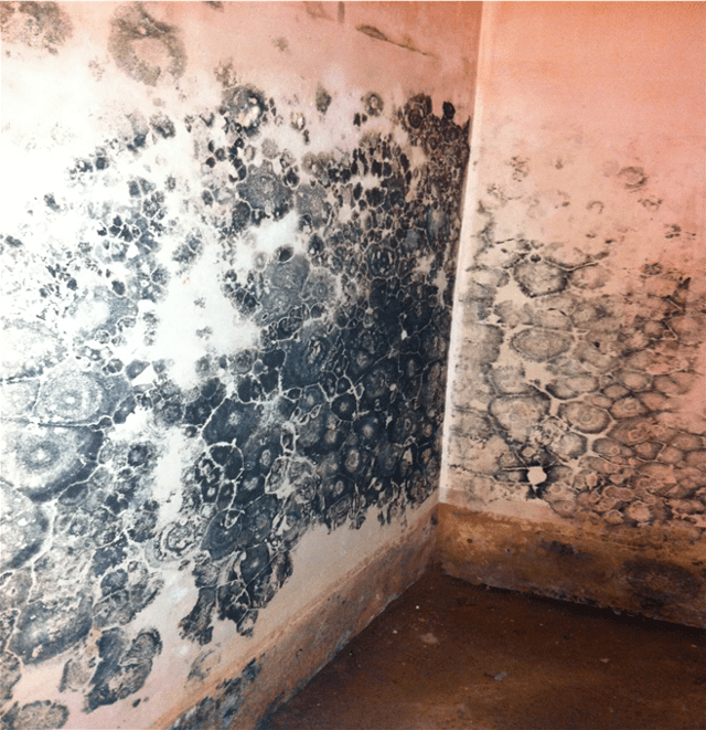 Damage to the interior walls - Black spot mould