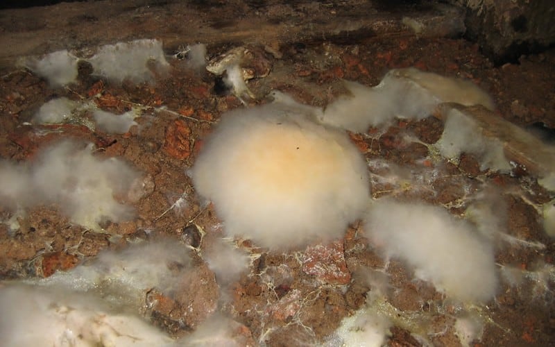 Mycelium growth caused by dry rot