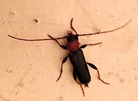 Forest Longhorn Beetle found in logs