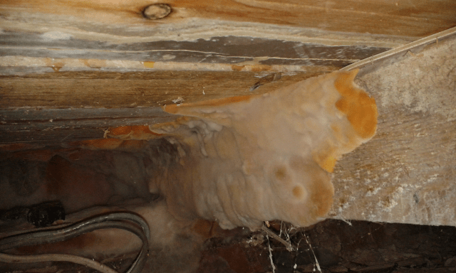 Fruiting body in floor void Fruiting body in floor void