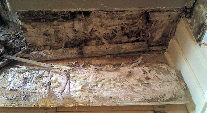 what dry rot looks like