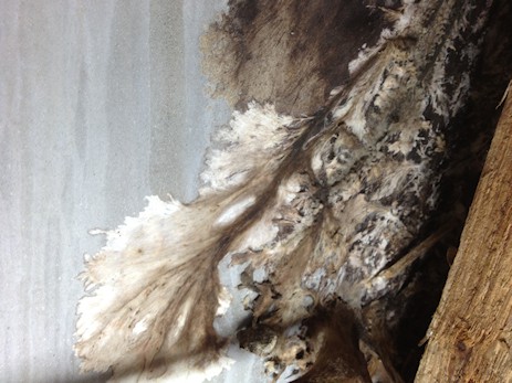 what wet rot looks like