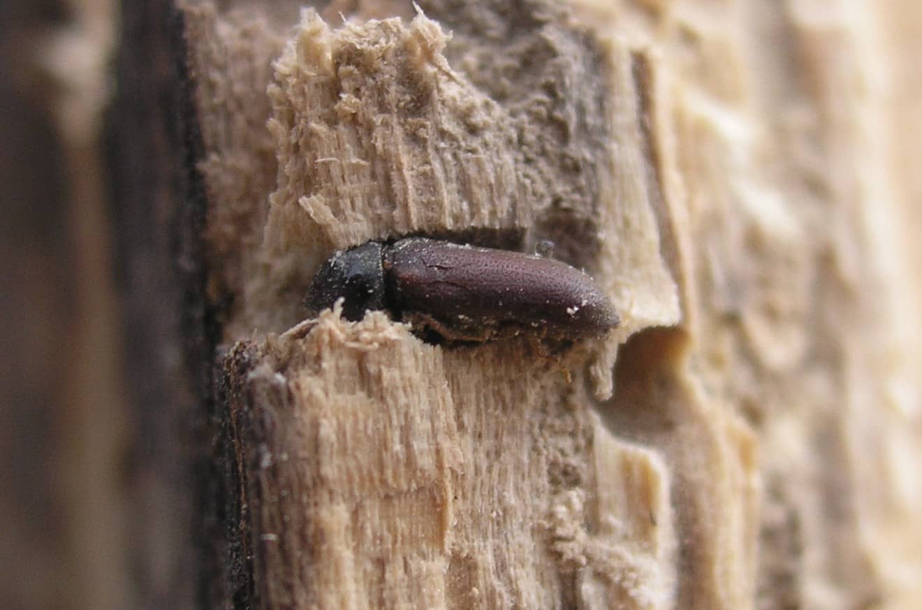 Woodworm beetle