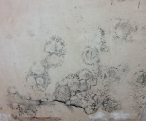 Black Spot Mould caused by condensatrion