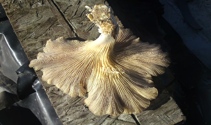 CLose up of Paxillus panuoides fruiting body