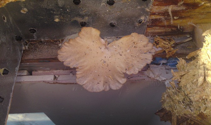 Brown rot type Paxillus panuoides - fruiting body