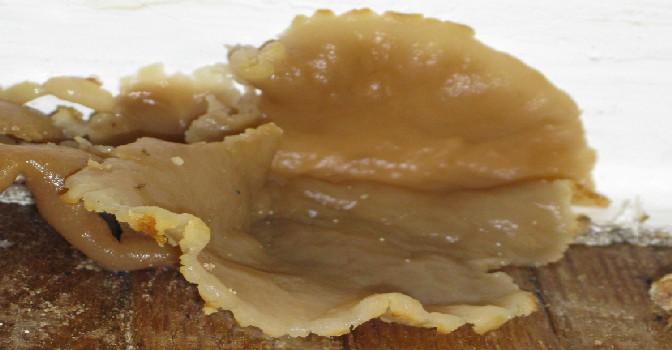 Plaster Fungi Close Up