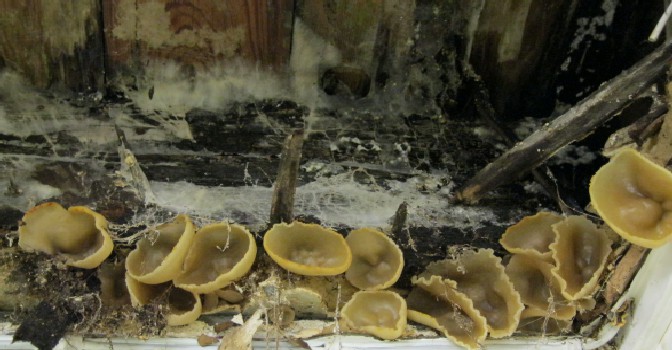 Plaster Fungi - Peziza spp