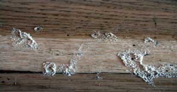 Powder Post emergence holes and frass