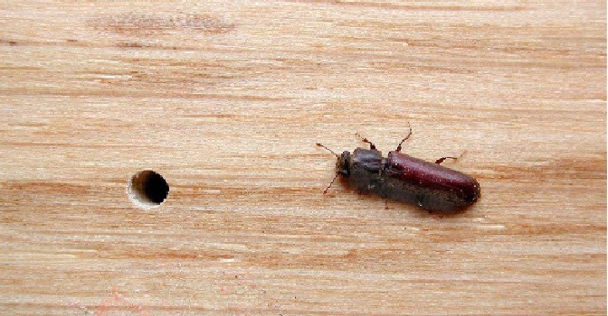 Powder Post beetle and emergence hole