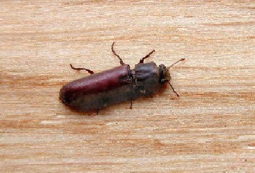Powder Post Beetle