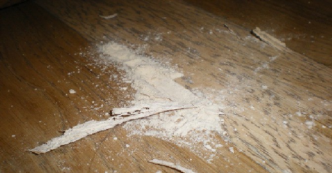 Powder Post beetle damage