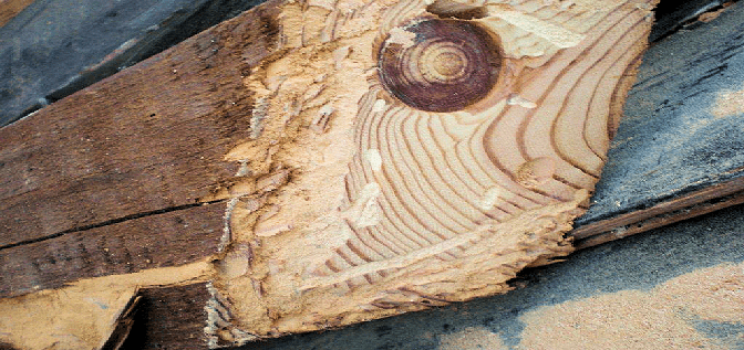 Damaged caused by the House Longhorn beetle