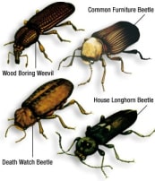 Types of woodworm
