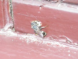 Wood wasp feeding on timber