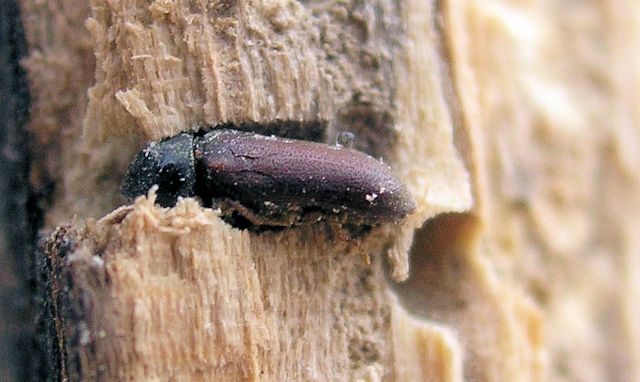 Woodworm boring through wood