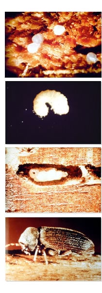 Woodworm Lifecycle
