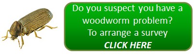 Woodworm problem? - arrange a woodworm survey!