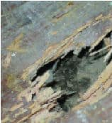 Woodworm damage to floorboards