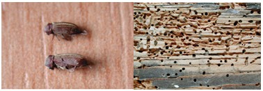 The Common Furniture Beetle