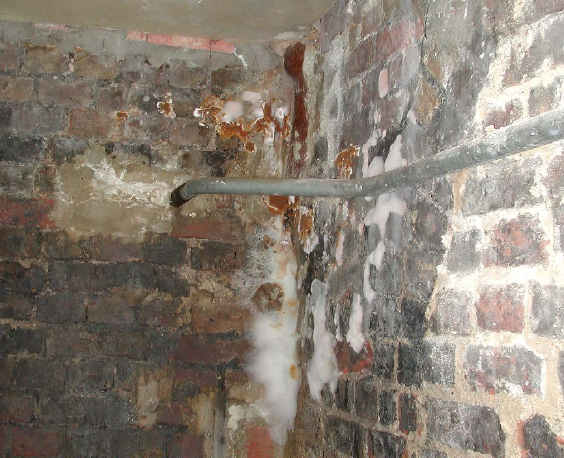 Dry rot on a cellar wall