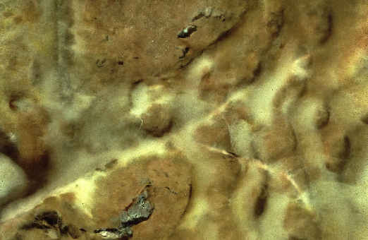 Dry rot mycelium growth