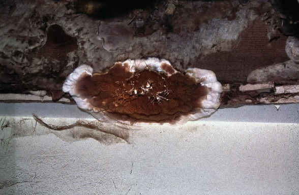 The fruiting body of dry rot