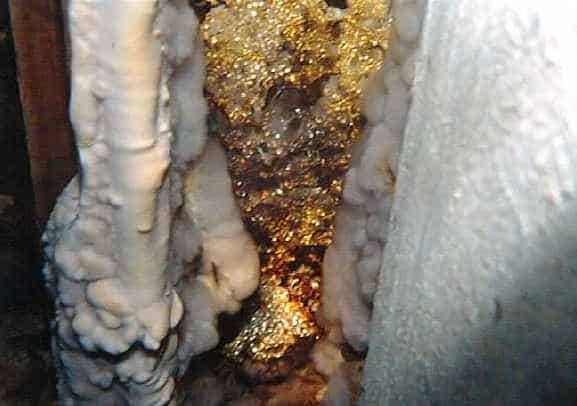 Hyphae growth showing tears