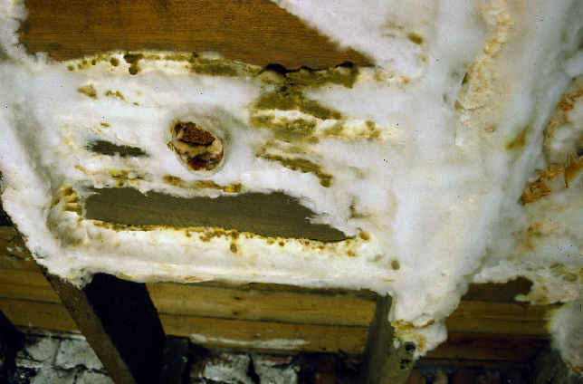 Dry rot showing mycelium growth and fruiting body