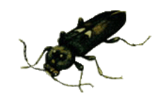 House Longhorn beetle
