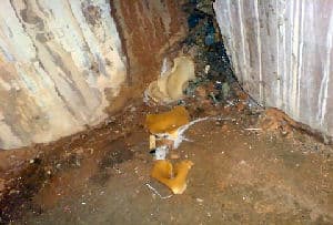 Peziza ssp - plaster fungi commonly known as pigs ear