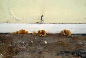 Peziza ssp - plaster fungi commonly known as pigs ear