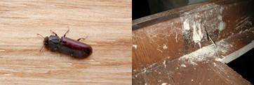 Powder Post beetle