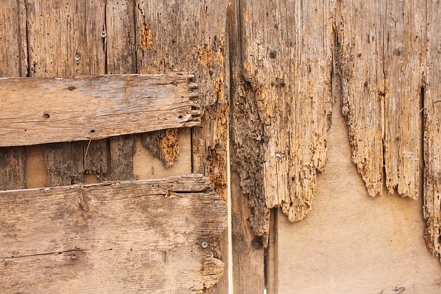 Brittle wood, woodworm infesation