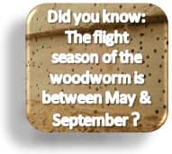 woodworm flight season
