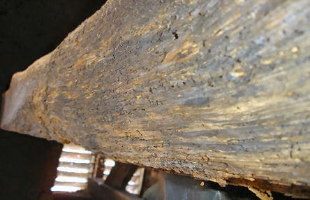 Woodworm Infestation
