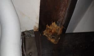 Woodworm Infestation
