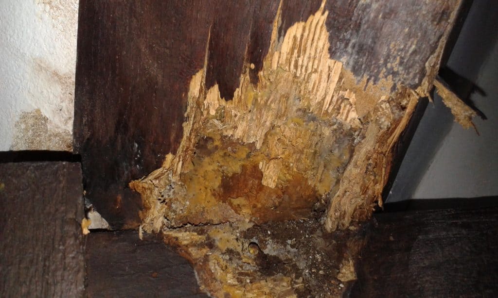 How to get rid of woodworm 