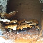 Closeup of dry rot fruiting body at a home on Oxford