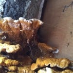 Close up of a dry rot fungi fruiting body