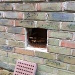 Dry rot fungi hidden behind an air brick in a Oxford home