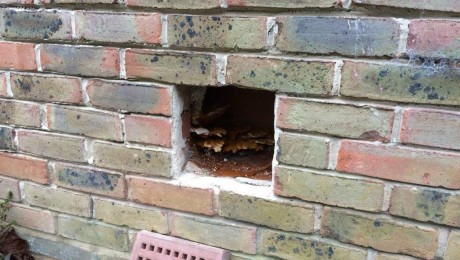 Dry rot fungi hidden behind an air brick in a Oxford home