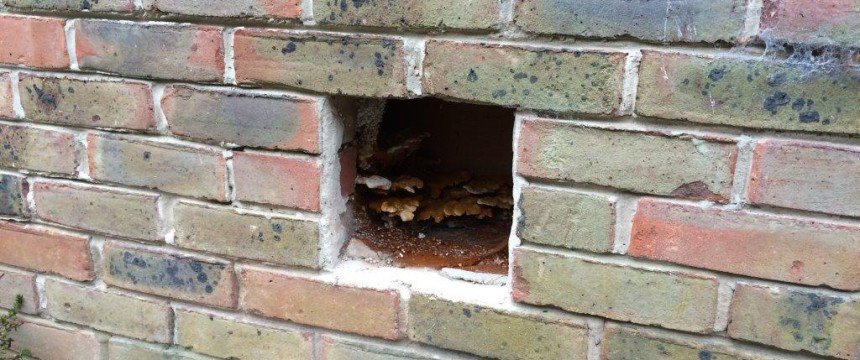 Dry rot fungi hidden behind an air brick in a Oxford home