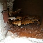 Closeup of dry rot fungi in an Oxford home