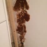 Dry Rot fungi formed on wall in wine cellar in property