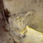 Closeup of mycelium growth in wine cellar in property