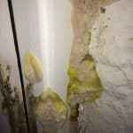 Mycelium growth on corner of wall in wine cellar in property