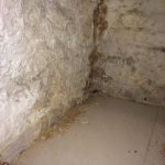 Dry rot treatment in wine cellar in property